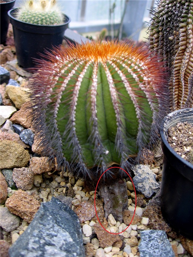 Uebelmannia pectinifera